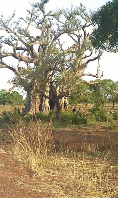 Africa's oldest and biggest tree (baobab)